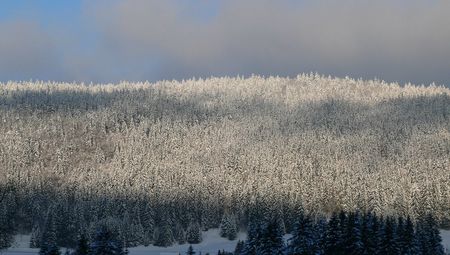 foret sous la neige