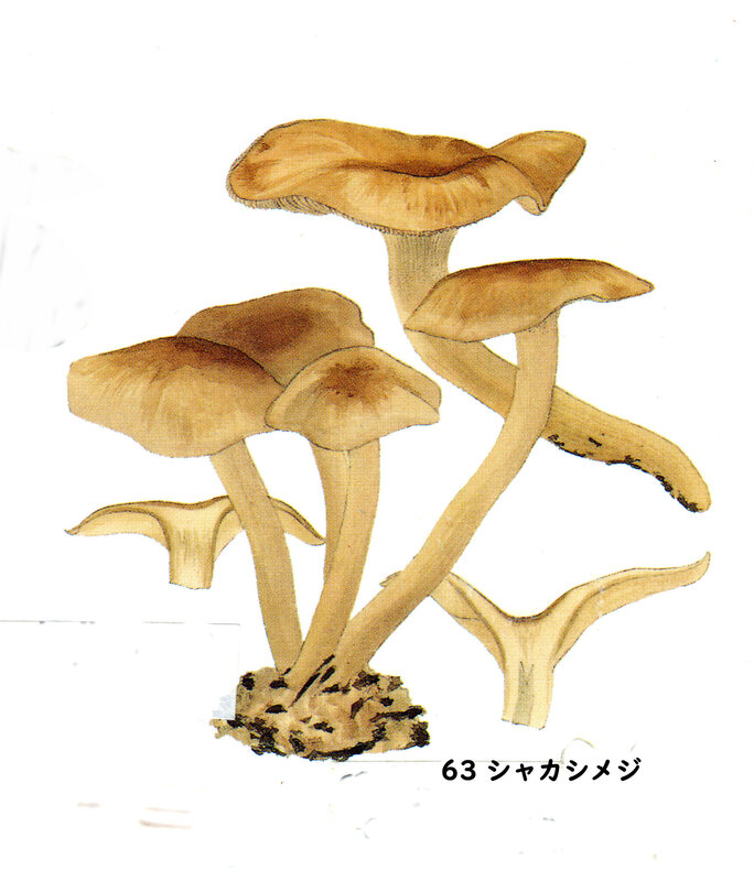 IH1 pl 9 Lyophyllum fumosum