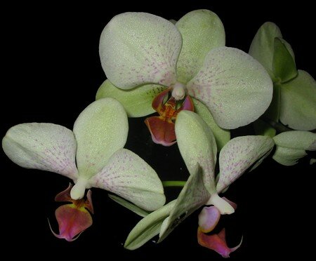 orchidee_200802