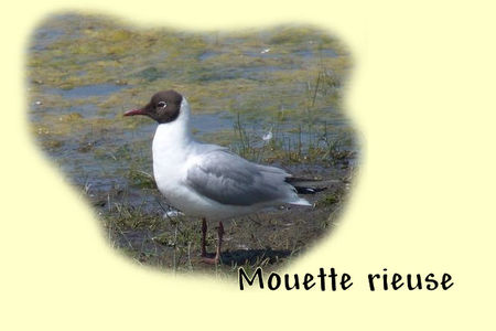 Mouette_rieuse