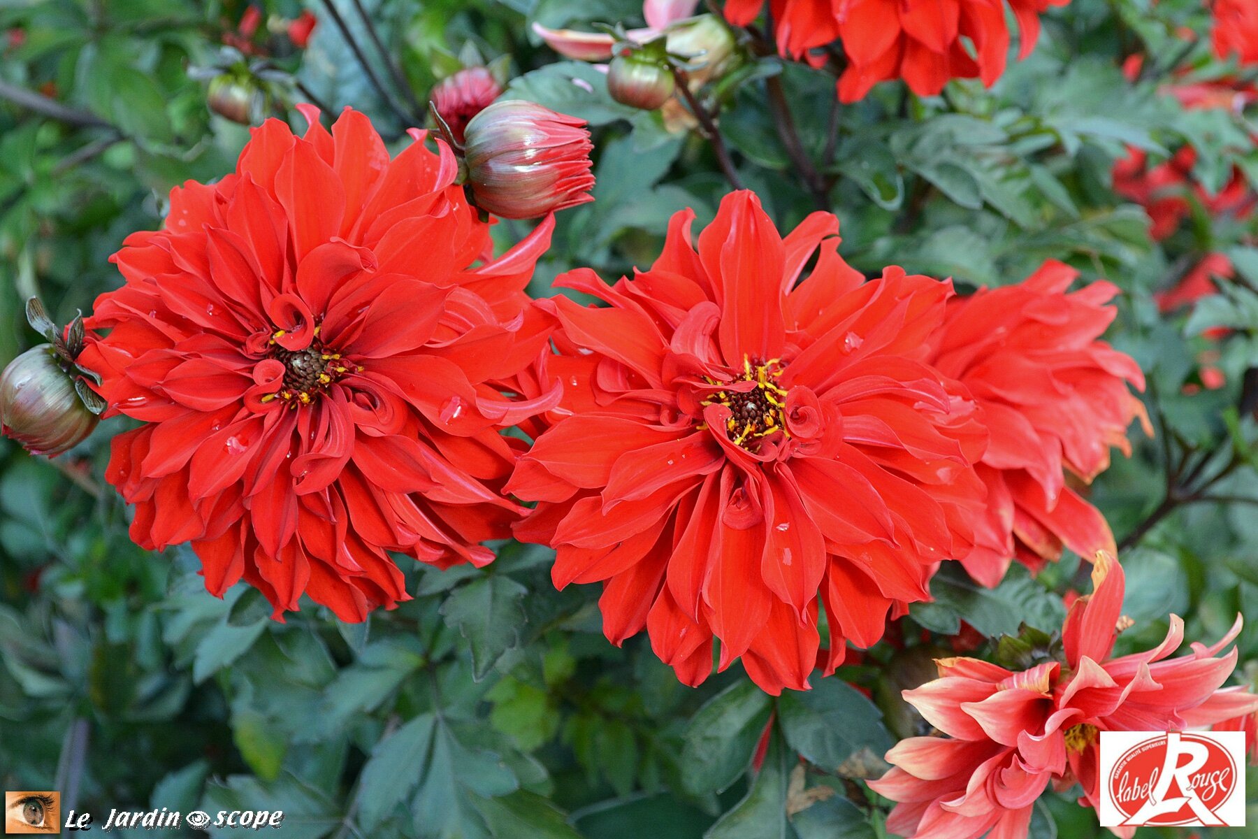 Dahlia Alex (Label Rouge)