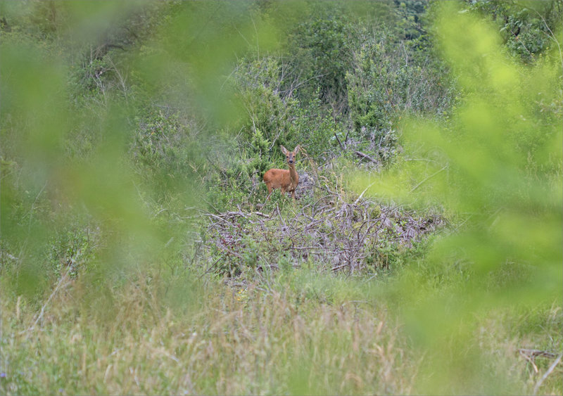 Causse Quercy juin 2021 macro et GA 10 ym chevreuil