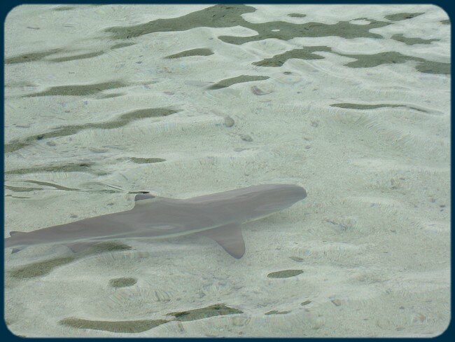 blog_requin