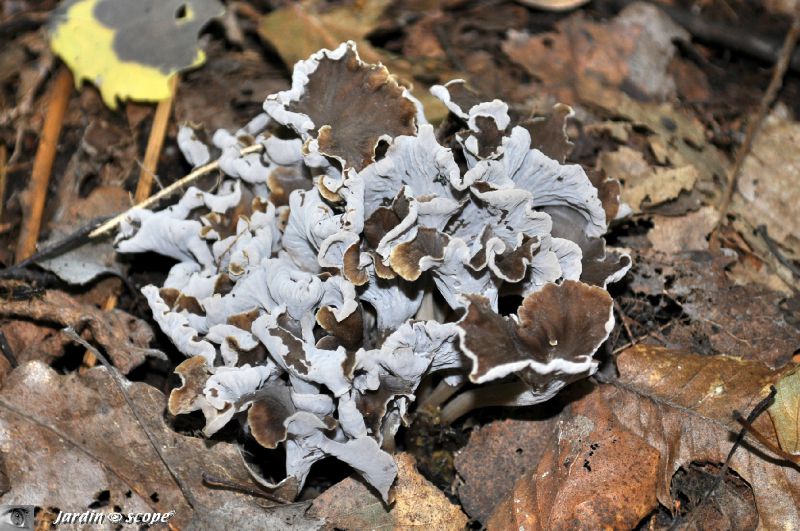Trompette des morts • Craterellus cornucopioides • Cantharellace