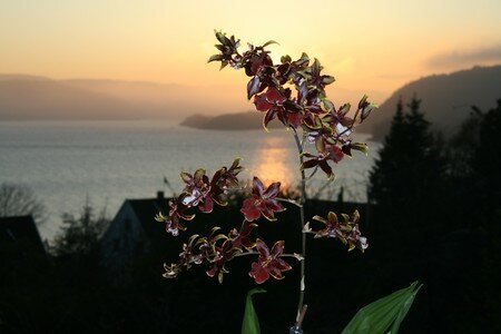Orkid__230407_i_solnedgang