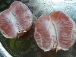 pamplemousse_4