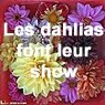 LES-DAHLIAS-FONT-LEUR-SHOW