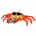 crabe_1