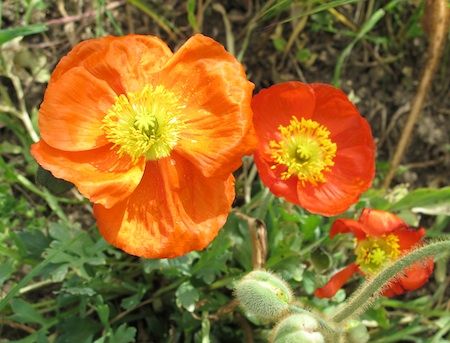 Coquelicots