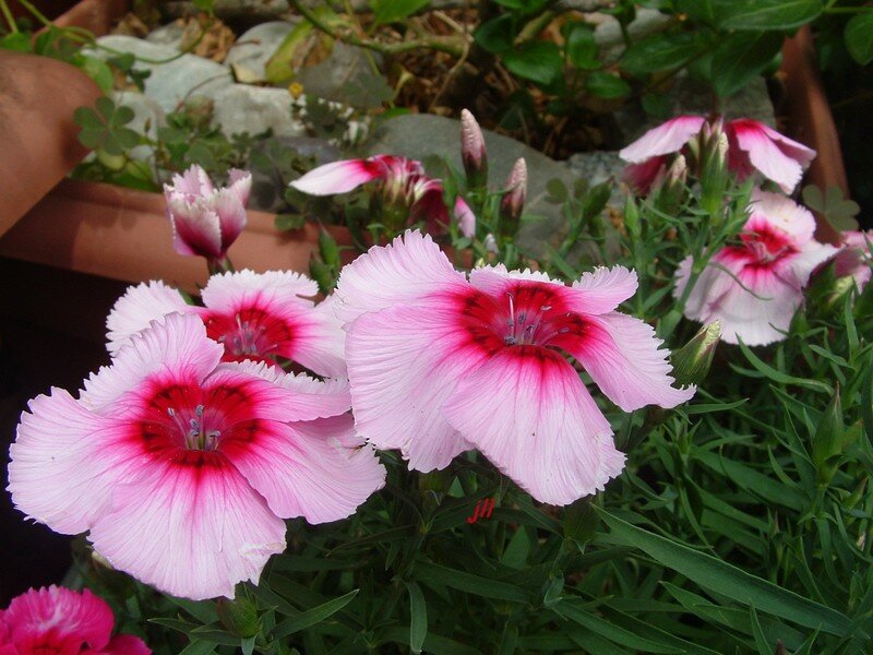 Dianthus 02