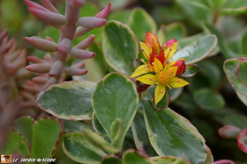 Sedum kamtschaticum variegatum en fleurs