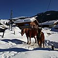 Balade en Haute-Savoie à la rencontre du cheval de <b>Megève</b>