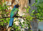 trogon__15_