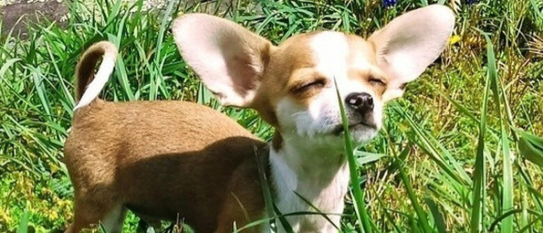 chihuahua_1
