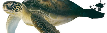 tortue_verte