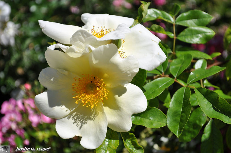 Roses blanc-crème très parfumées (nom inconnu)