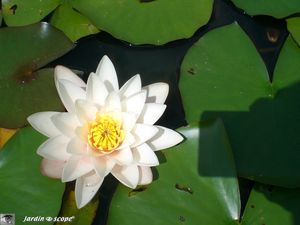 Nymphaea Blanc