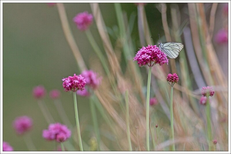 Maestrazgo Pitarque 270514 25 papillon