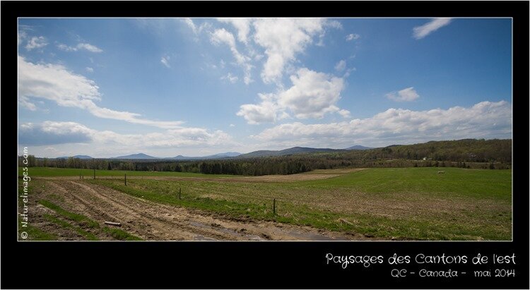 IMG_2550-naturelimages.com