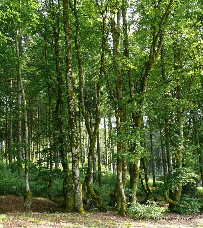 Bibracte arbres
