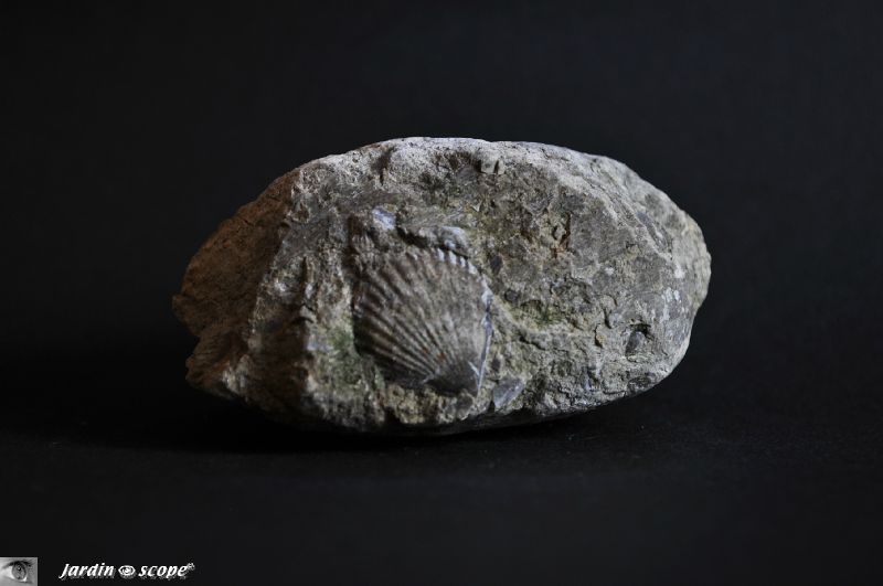 Pecten fossilisé • Pétoncle fossilisé