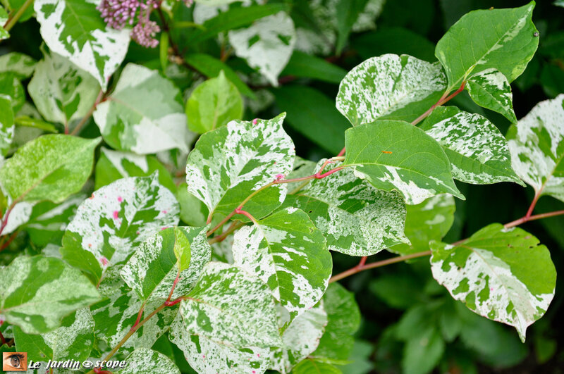 fallopia-japonica-variegata-2