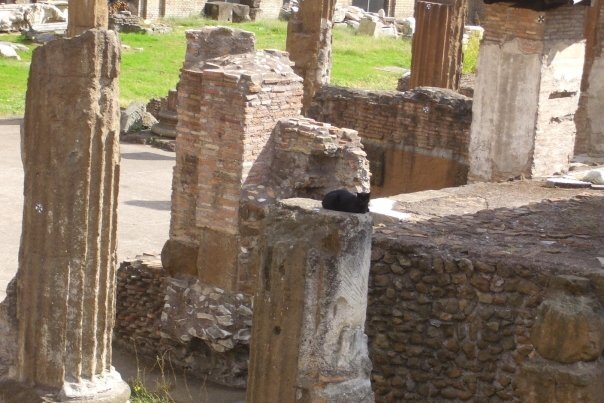 rome largo torre di argentina matou