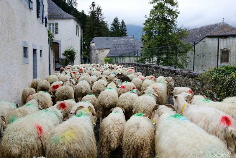 Transhumance_A99A4387b