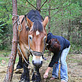 <b>TRACTION</b> <b>ANIMALE</b> EN DEBARDAGE en forêt communale de Girancourt. CFPPAF Mirecourt, 2 éme semestre 2007.