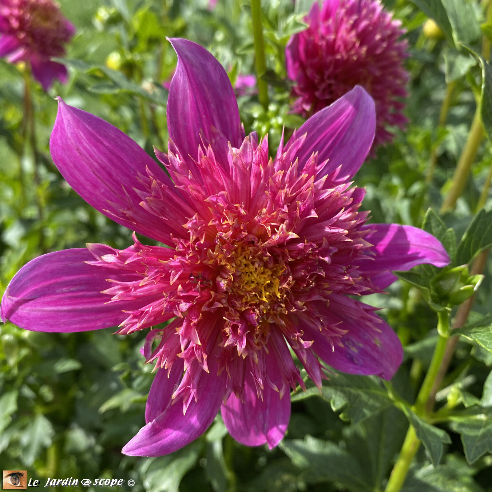 Dahlia-Falabella