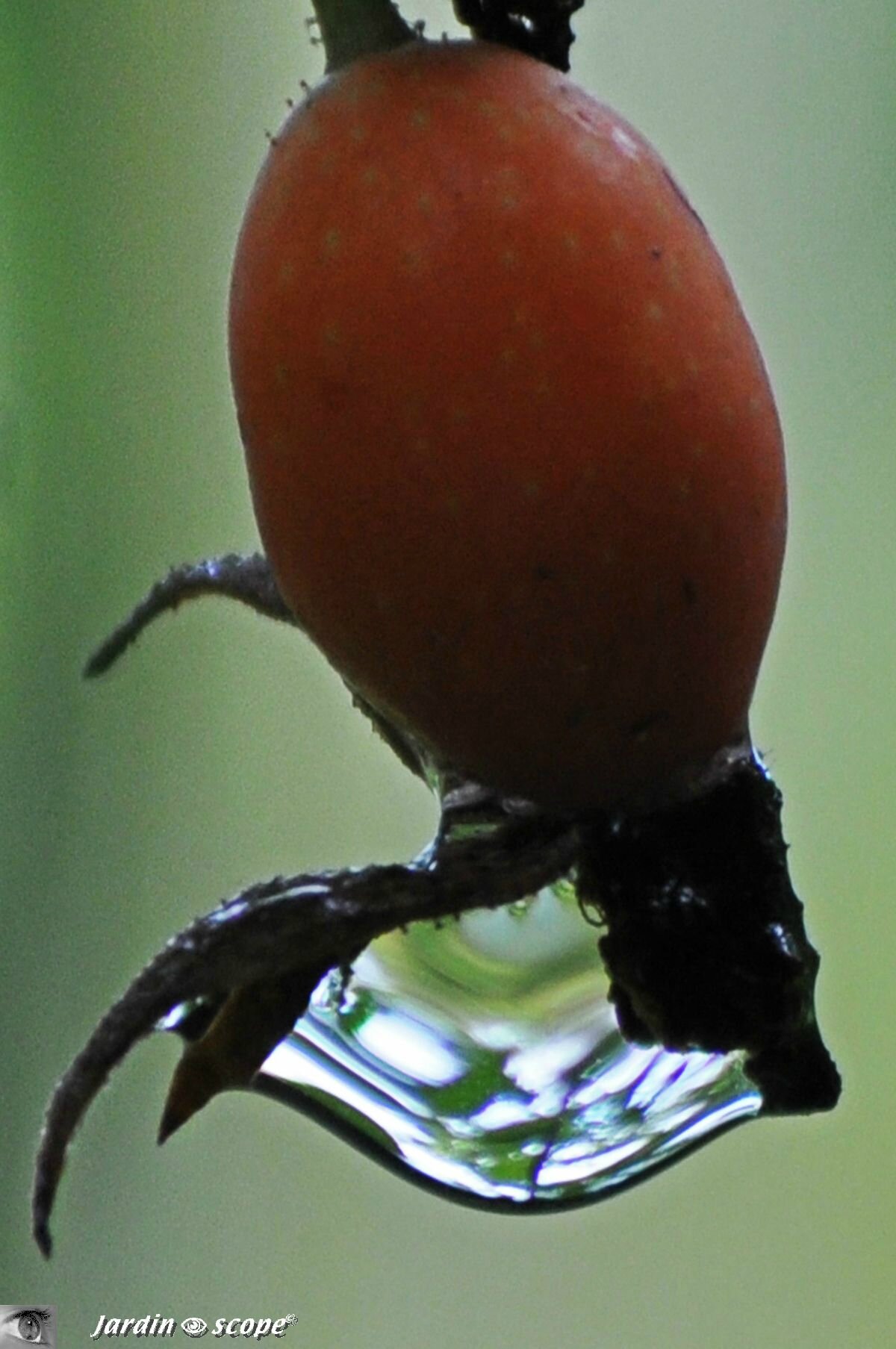 Rosier - cynorhodon