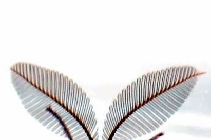 papillon_isabelle_d_tail_antennes