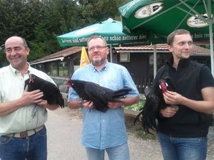 producteurs de poules