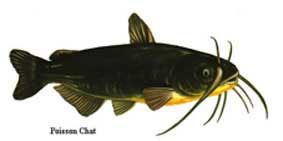 Wpoisson_chat