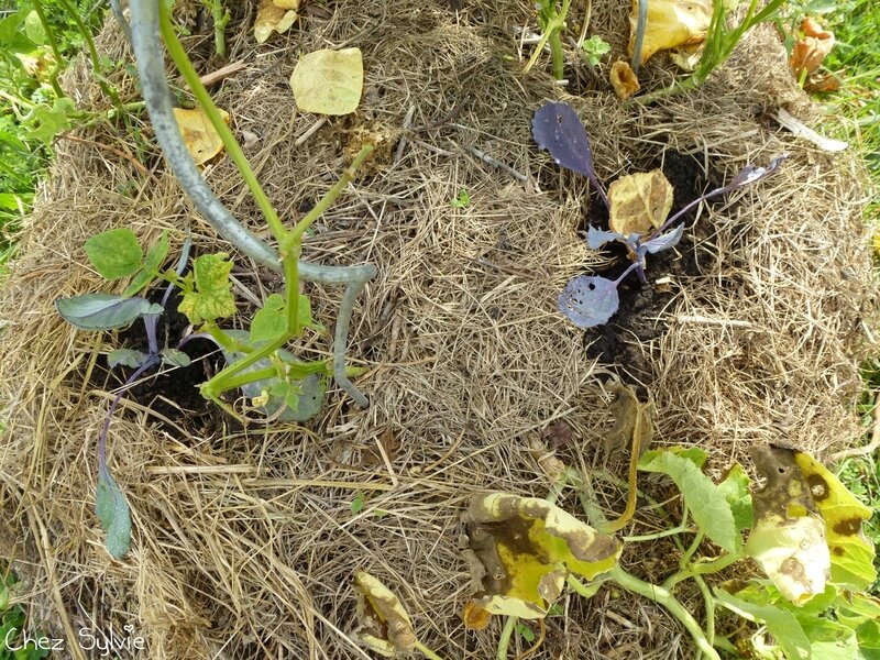 Potager permaculture septembre 04