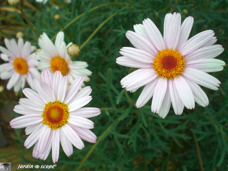 8905-Asteraceae