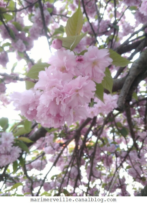 Cerisier du japon3 - jardin des plantes - marimerveille