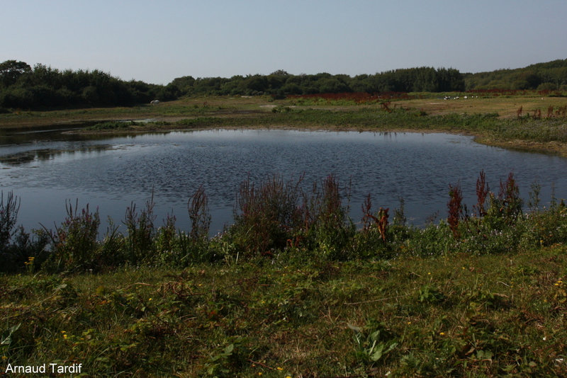 002305 Baie de Somme Septembre 2021 - La RN de la Baie de Canche - Le Sentier des Tadornes à Etaples