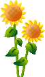 s_sunflower