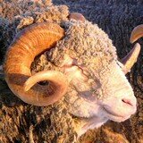 La tonte des moutons de Mérinos