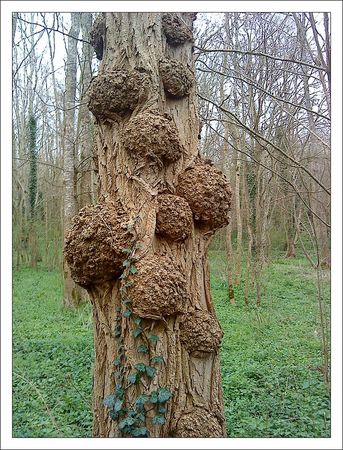 arbre_galeux