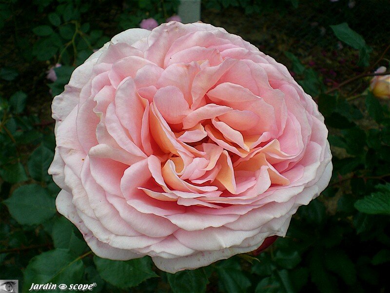 Abraham Darby