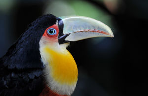 toucan_ventre_rouge