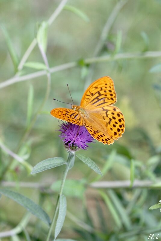 Tabac d' Espagne (Argynnis paphia) 1