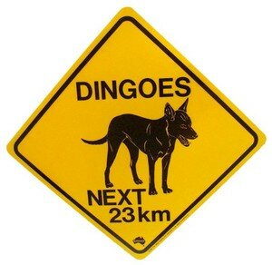 Dingos