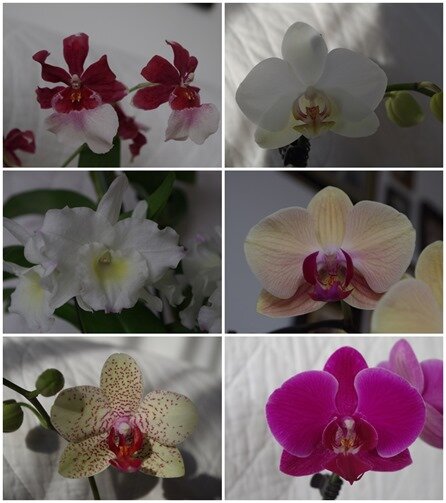 mes orchidées