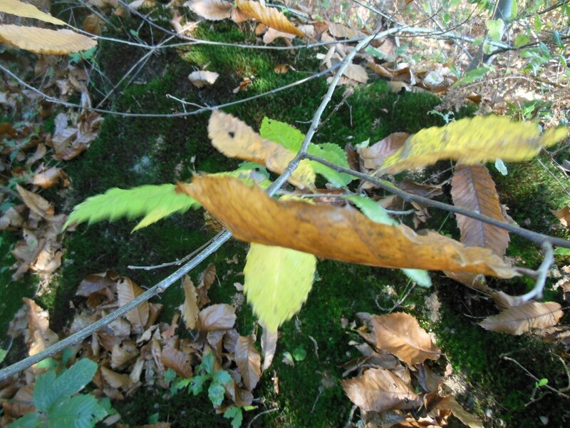 feuille mousse