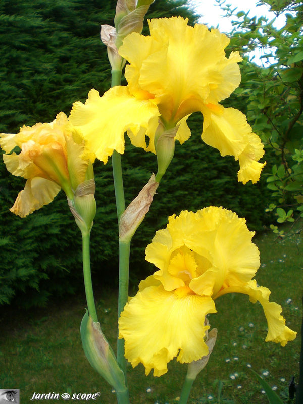 Iris Temple gold