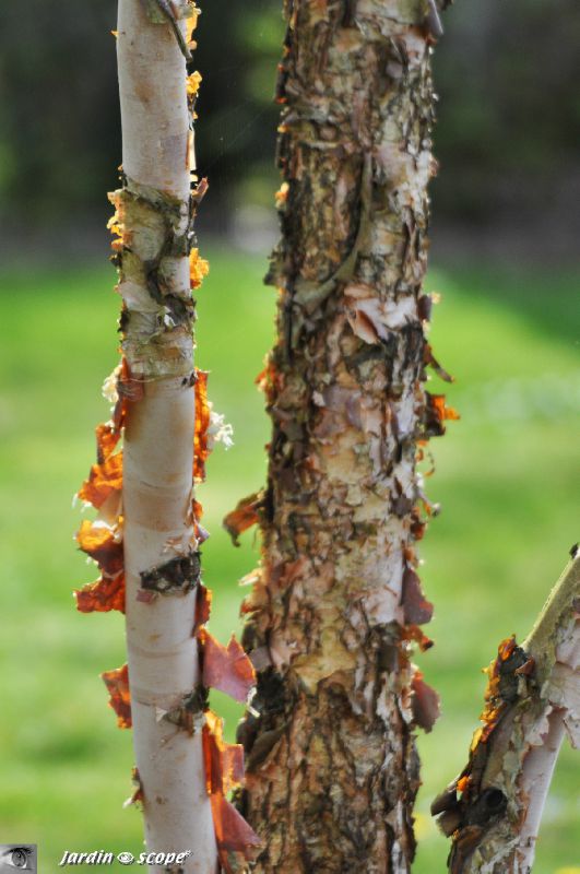 Bouleau des rivières • Betula nigra • Famille des Betulaceae