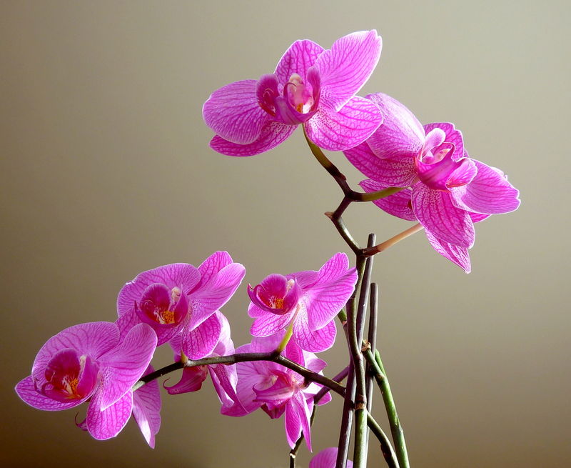 orchidée phalaenopsis